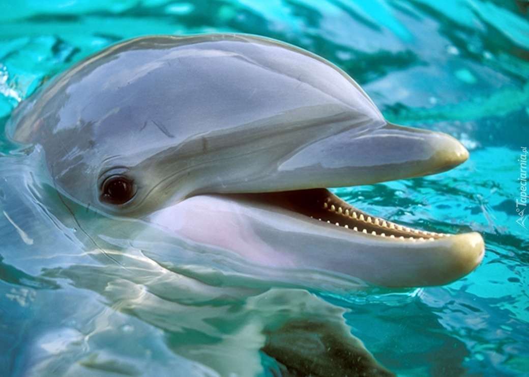 Дельфін в океанаріумі пазл онлайн