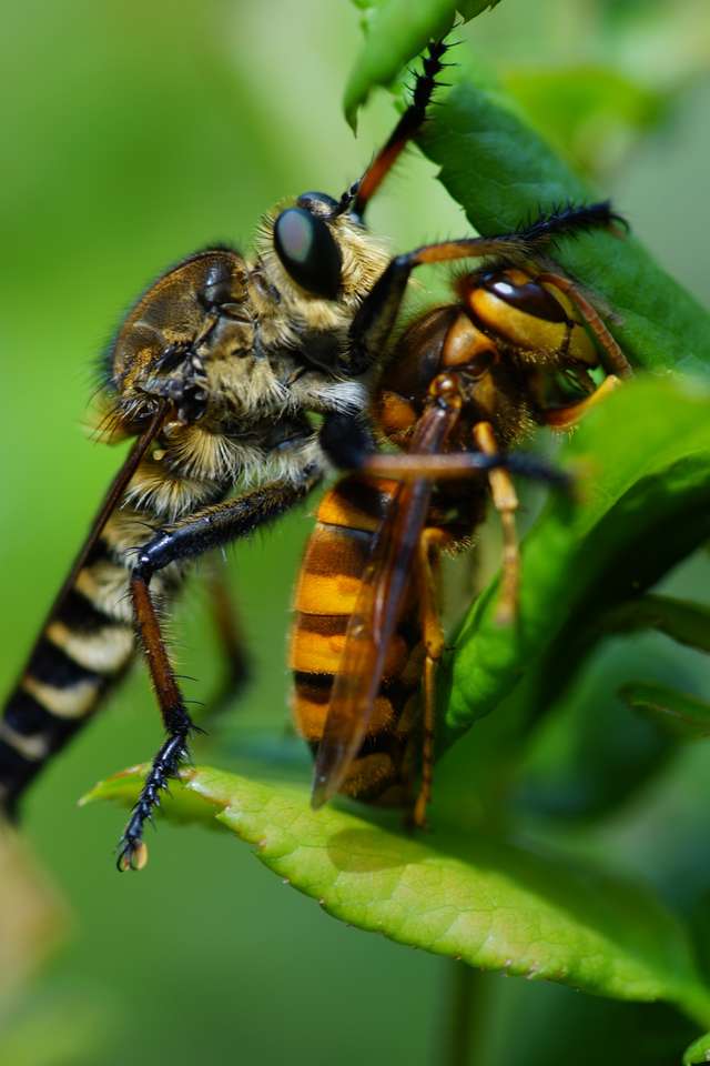 Insekter i löven Pussel online