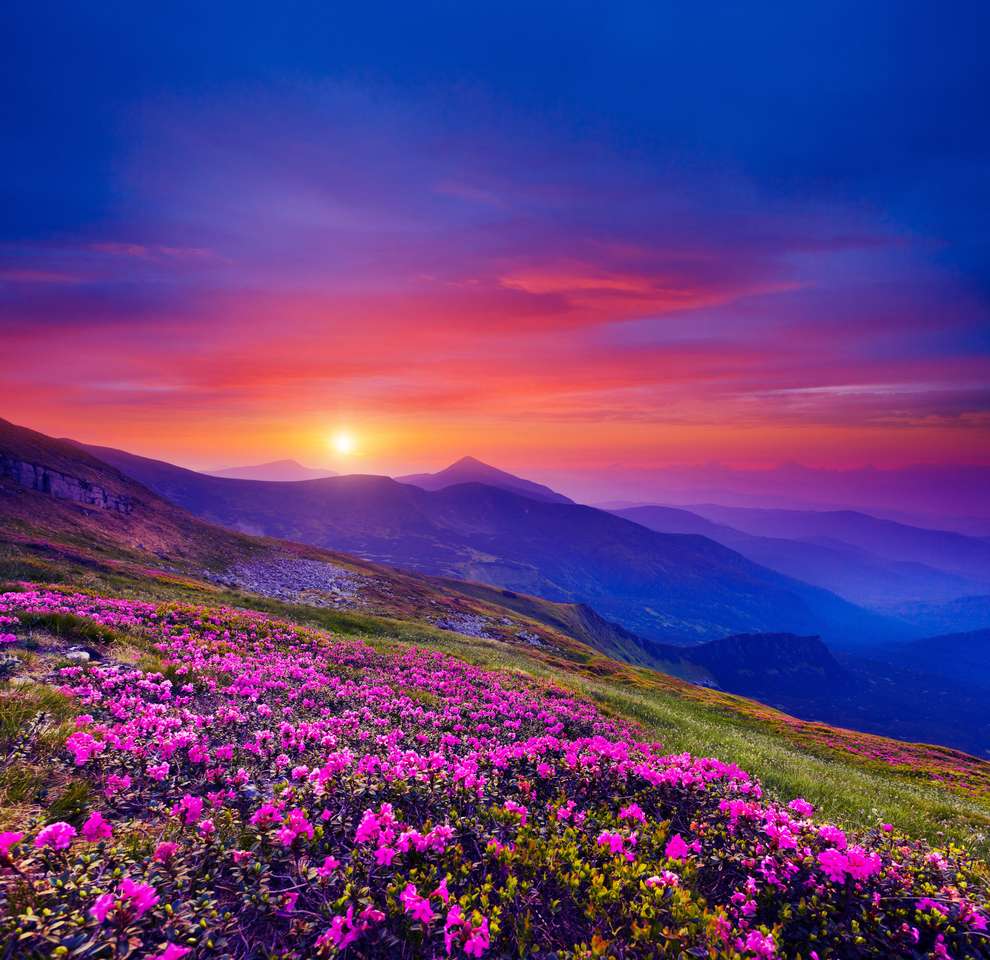 Pink flower rhododendrons at magical sunset online puzzle