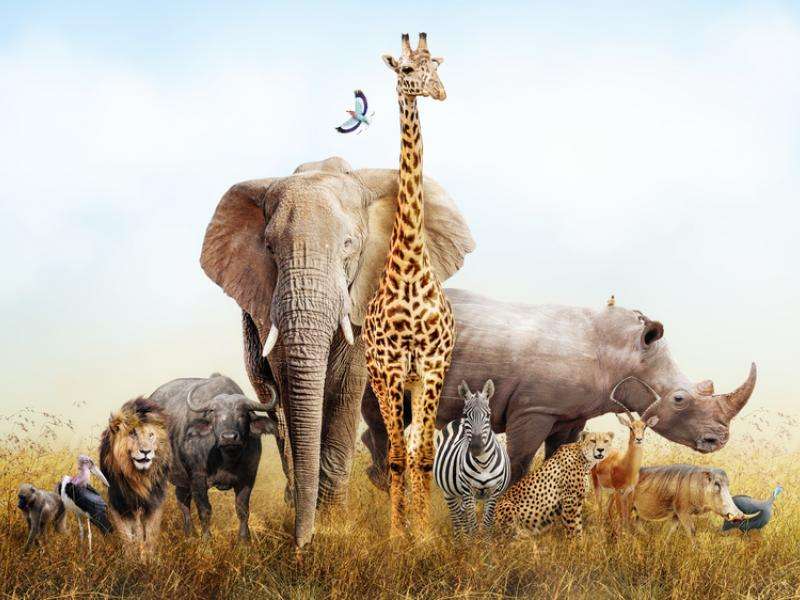 африканські тварини онлайн пазл