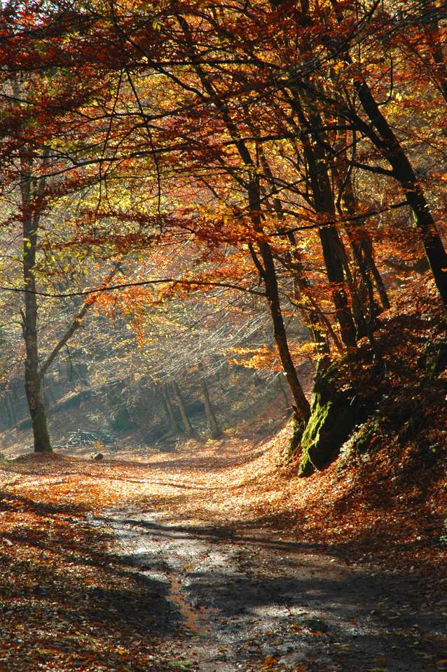 Есенни цветове в гората онлайн пъзел