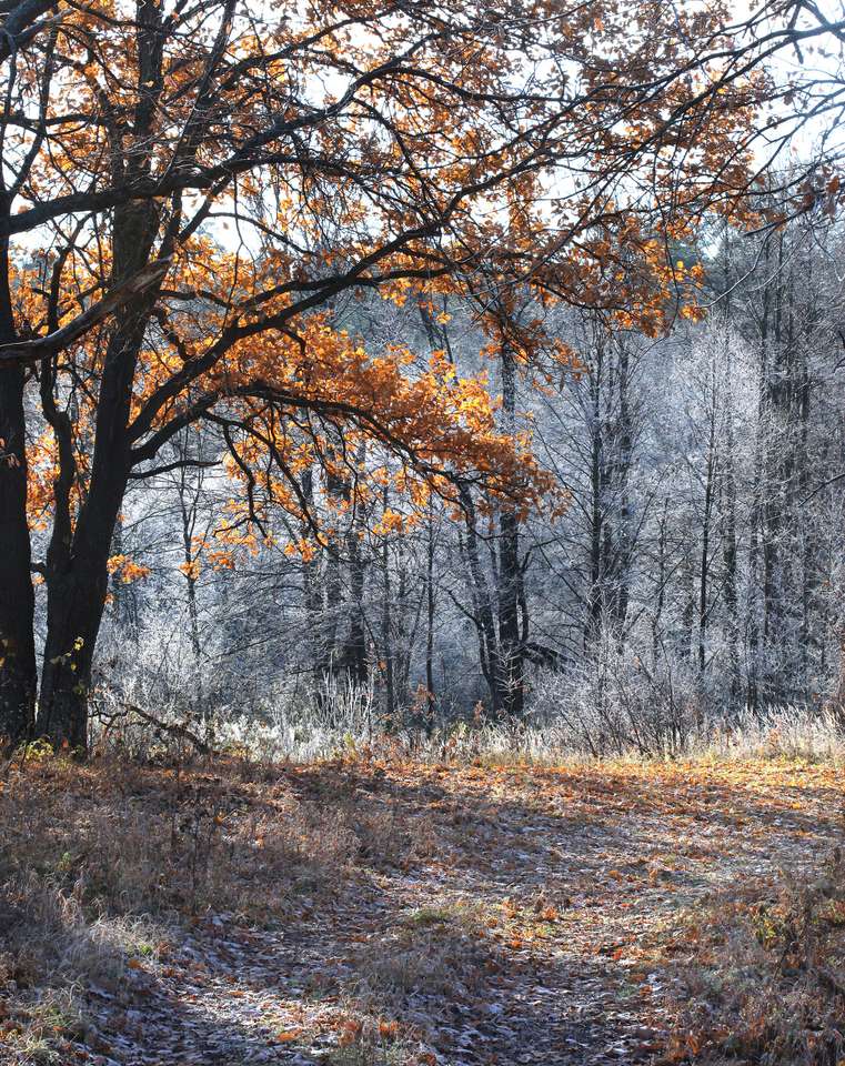 Herbstlandschaft Waldweg Online-Puzzle