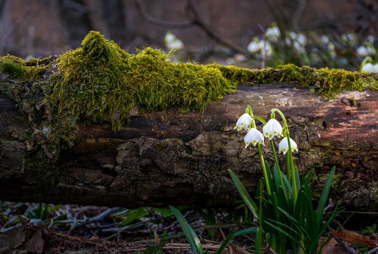 Fehér tavaszi hópehely virágzása kirakós online