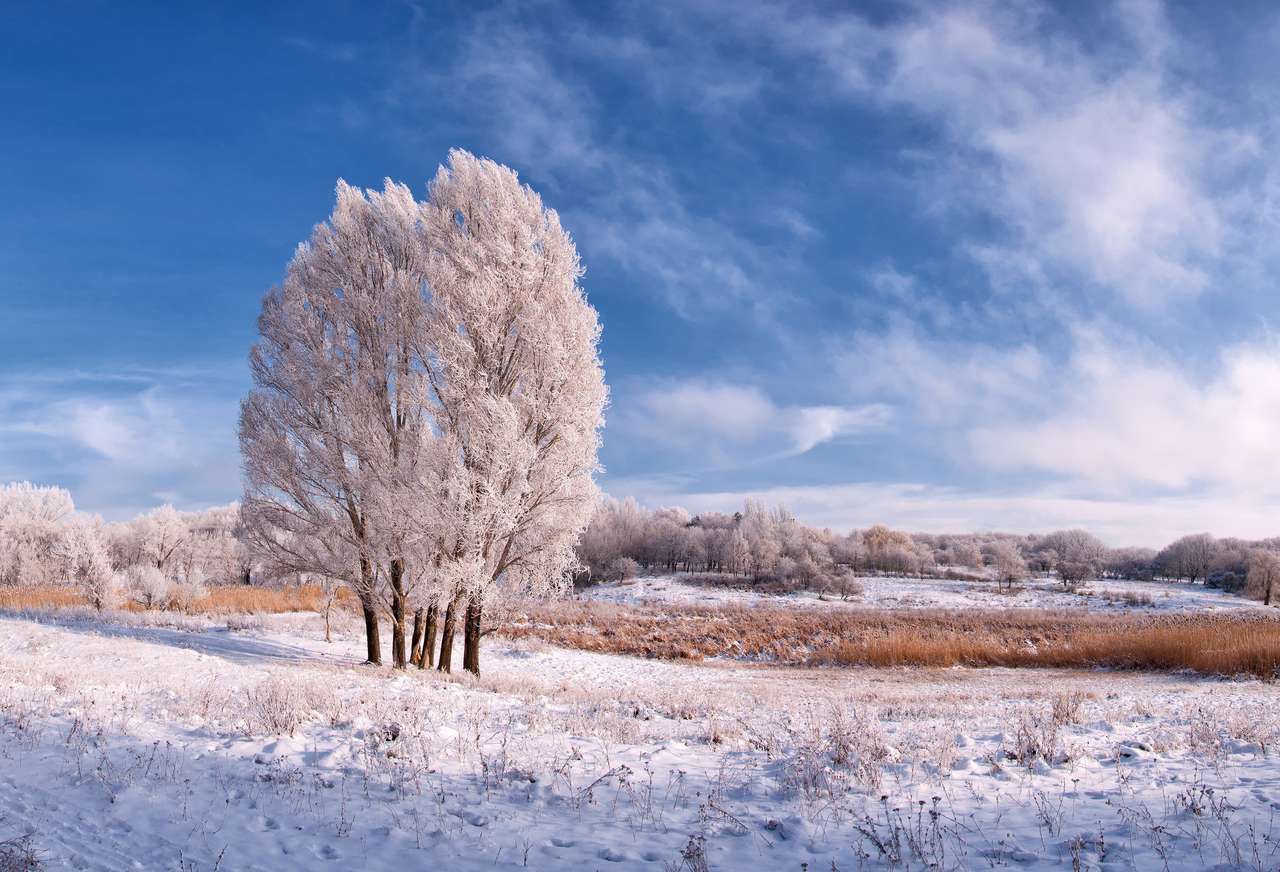 Vinterlandskap med fruset träd i fältet Pussel online