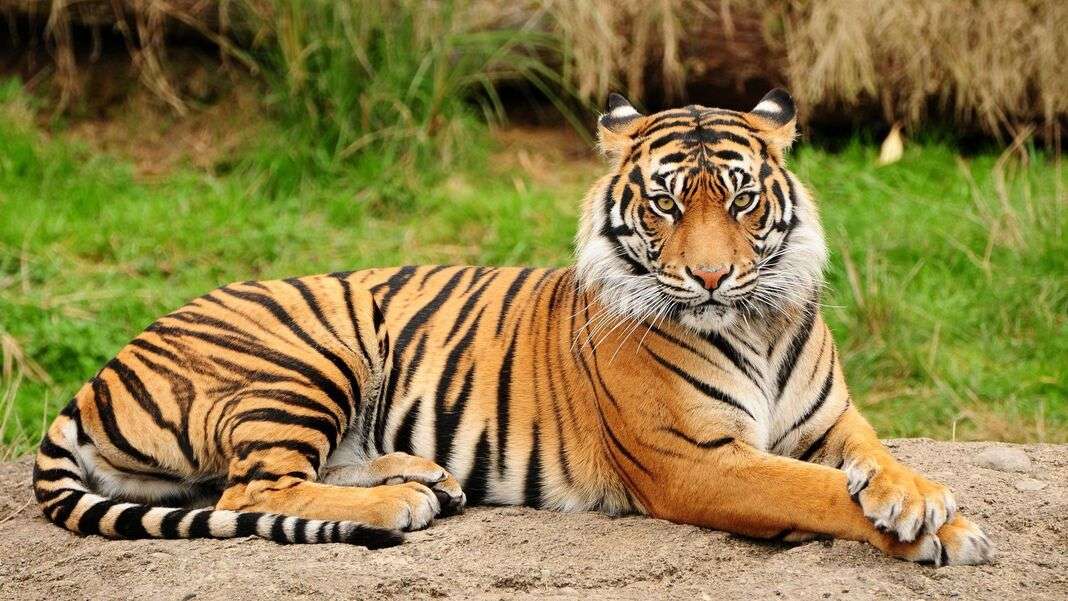 Beautiful tiger with his little hands crossed online puzzle