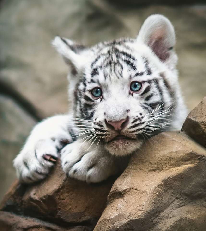 Белый тигр отдыхает онлайн-пазл
