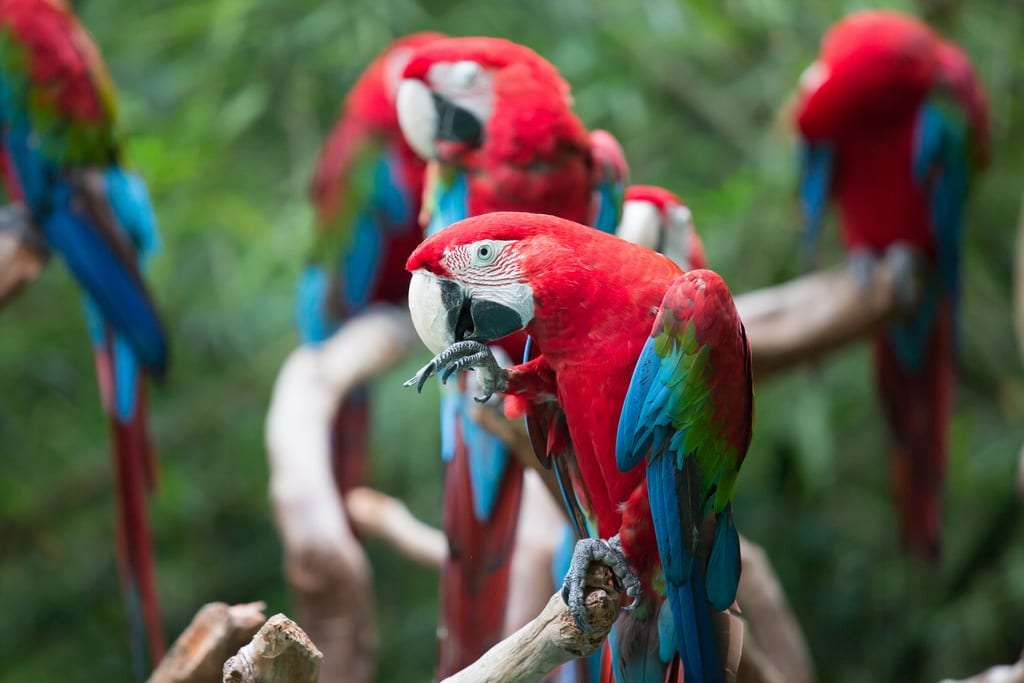 Papagájok Guatemalában online puzzle