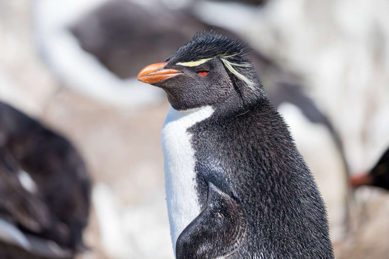Fiatal pingvinek kirakós online
