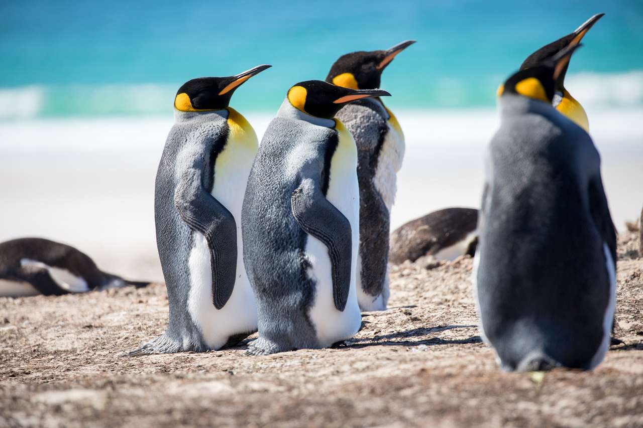Pinguins do pólo sul puzzle online