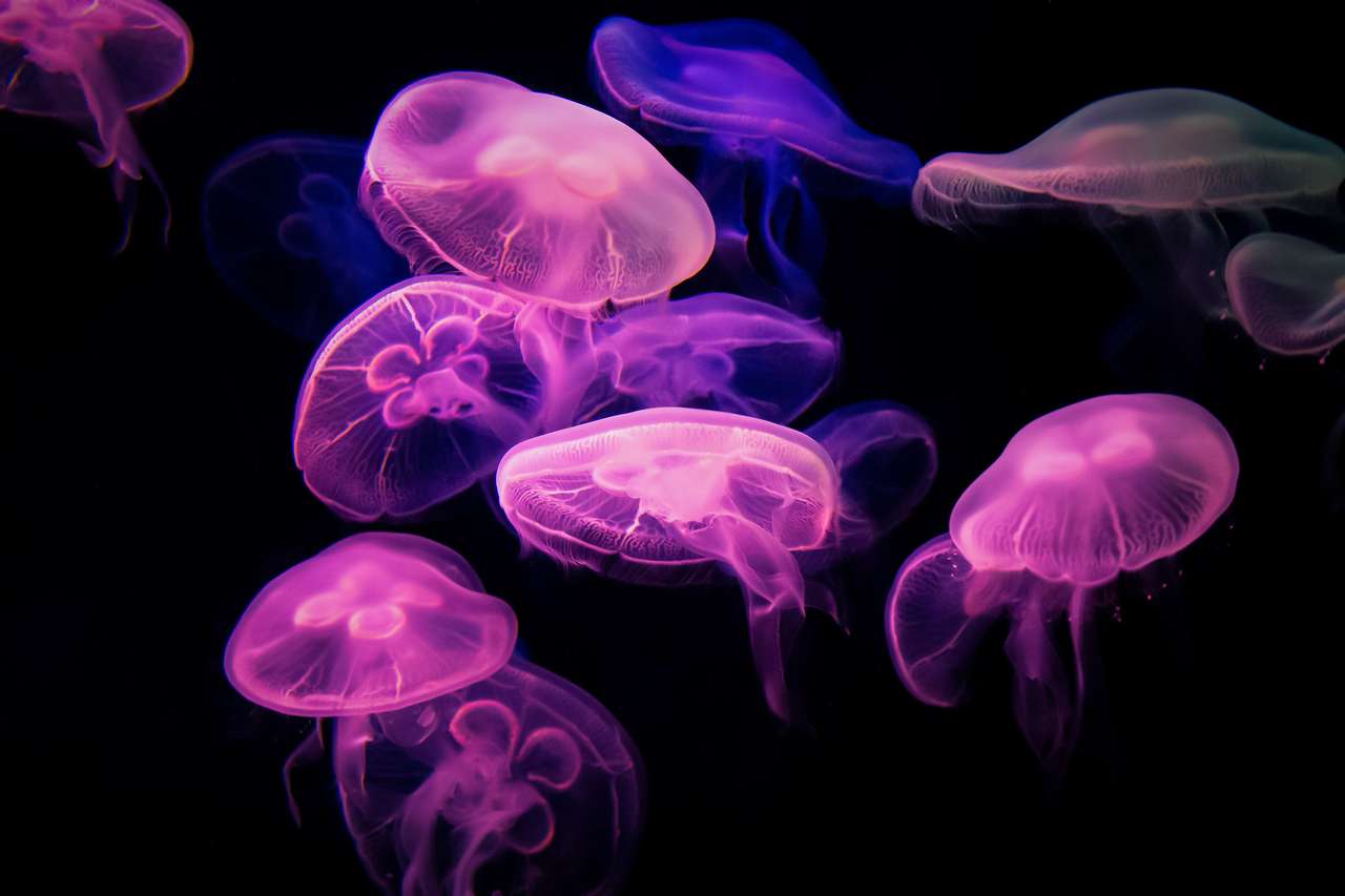 Hermosa medusa rompecabezas en línea