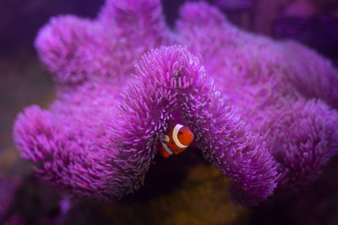Anemonenfisch mit Anemone Puzzlespiel online