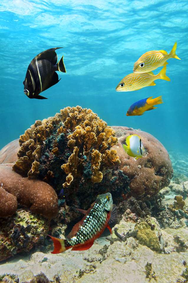 Красиви коралови и рифови риби онлайн пъзел