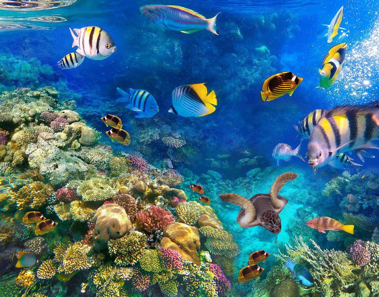 Onderwaterwereld online puzzel