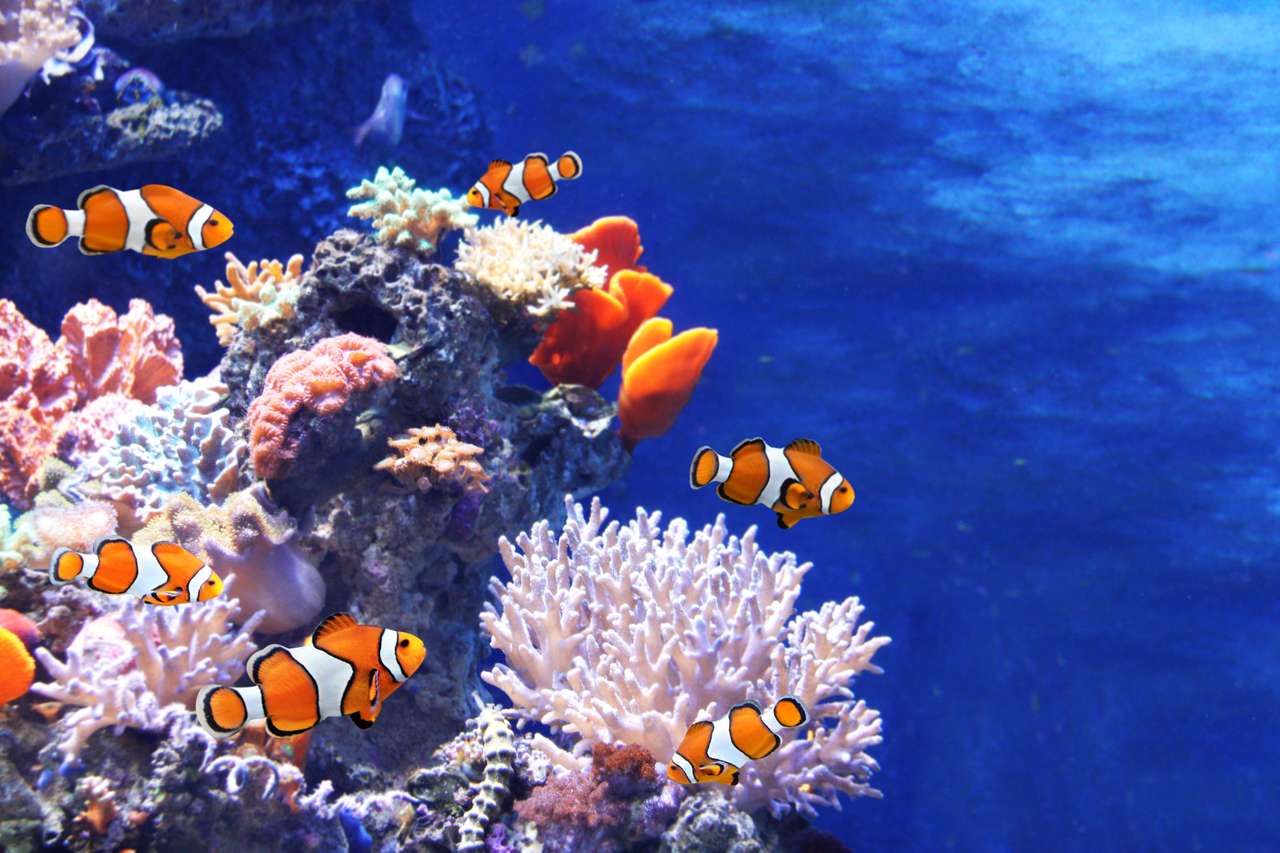 Κοράλλια θάλασσας και ψάρια κλόουν online παζλ