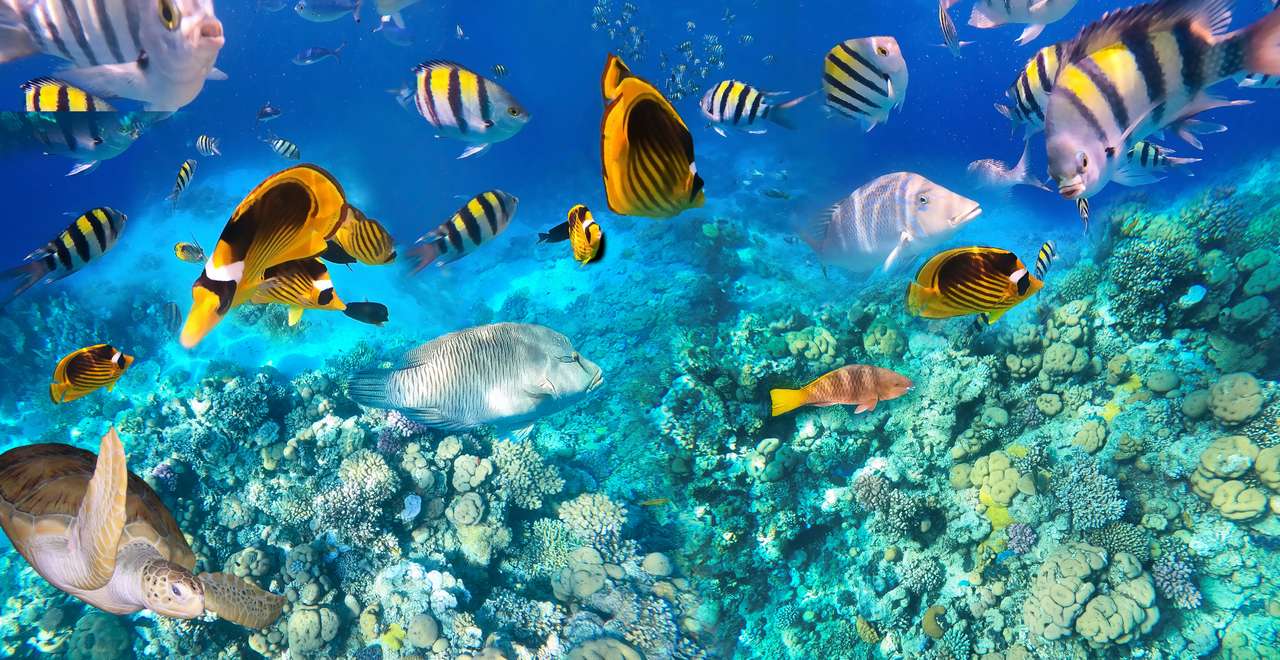 Bunte tropische Fische Puzzlespiel online
