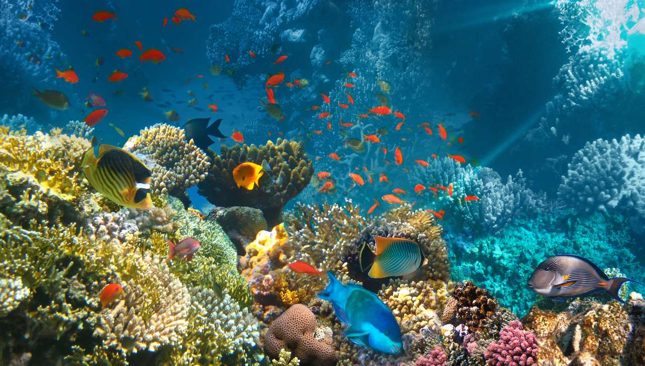 Korálové ryby Rudého moře, Egypt skládačka