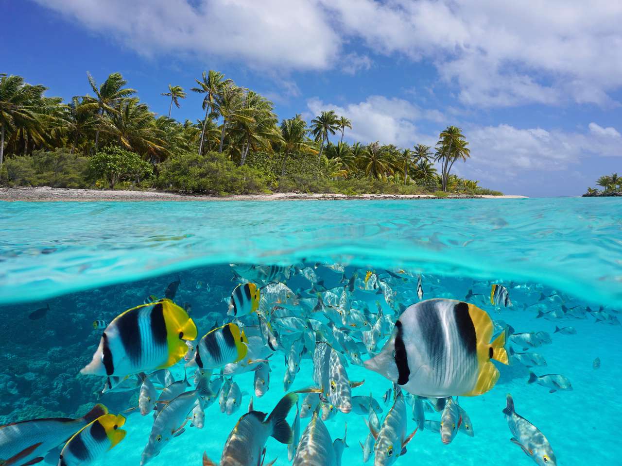 Costa de la isla y grupo de peces rompecabezas en línea