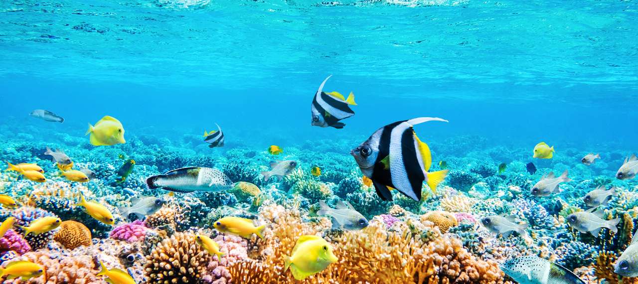 Tropische Fische und Korallenriffe Puzzlespiel online