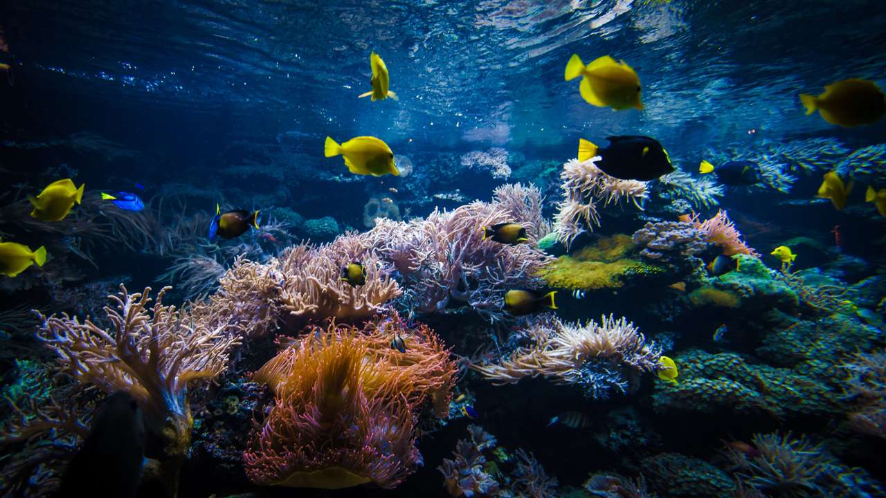 Podvodní krajina s korálovým útesem skládačky online