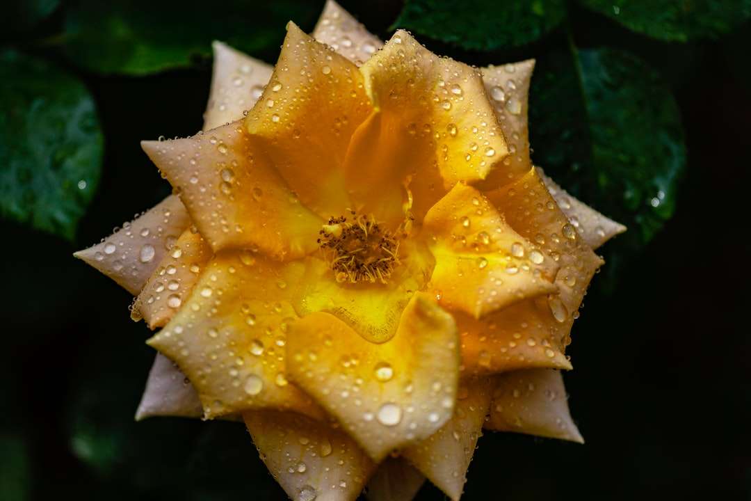 micro fotografía de flor de pétalo amarillo con rocío de agua rompecabezas en línea