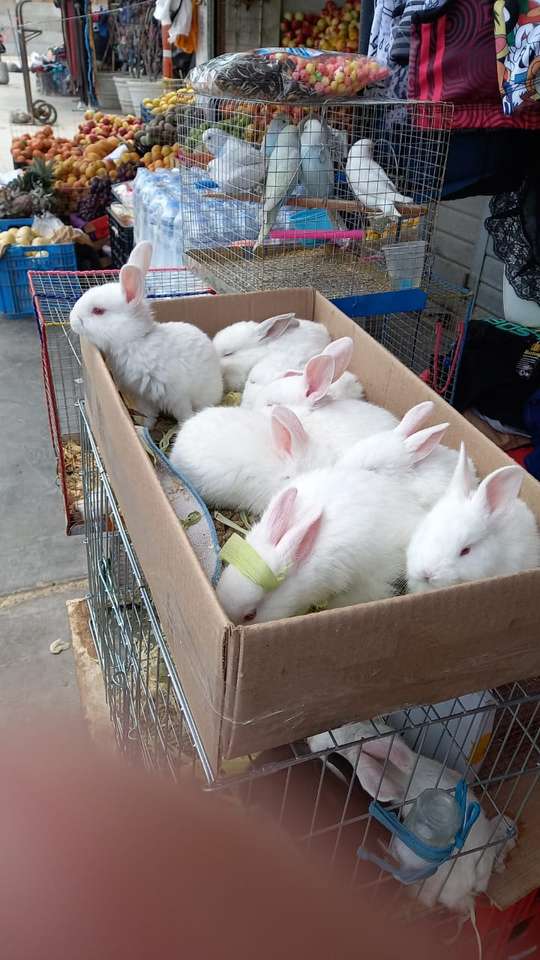 ウサギの家族 オンラインパズル