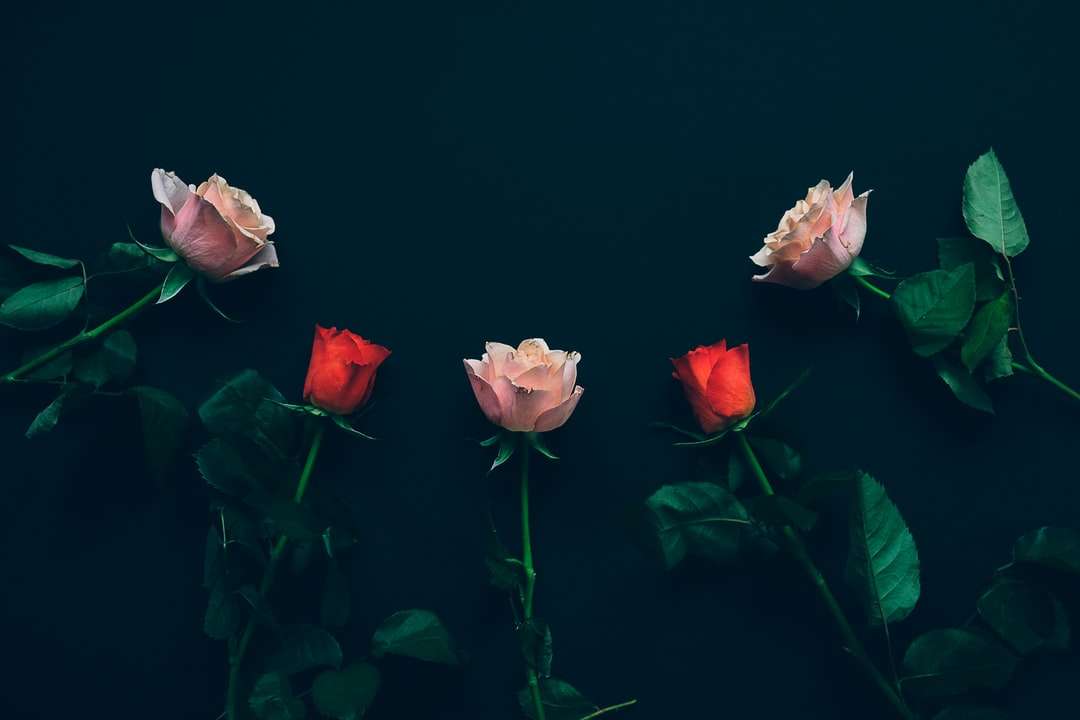 vista superior de duas rosas vermelhas e três rosas na superfície preta puzzle online