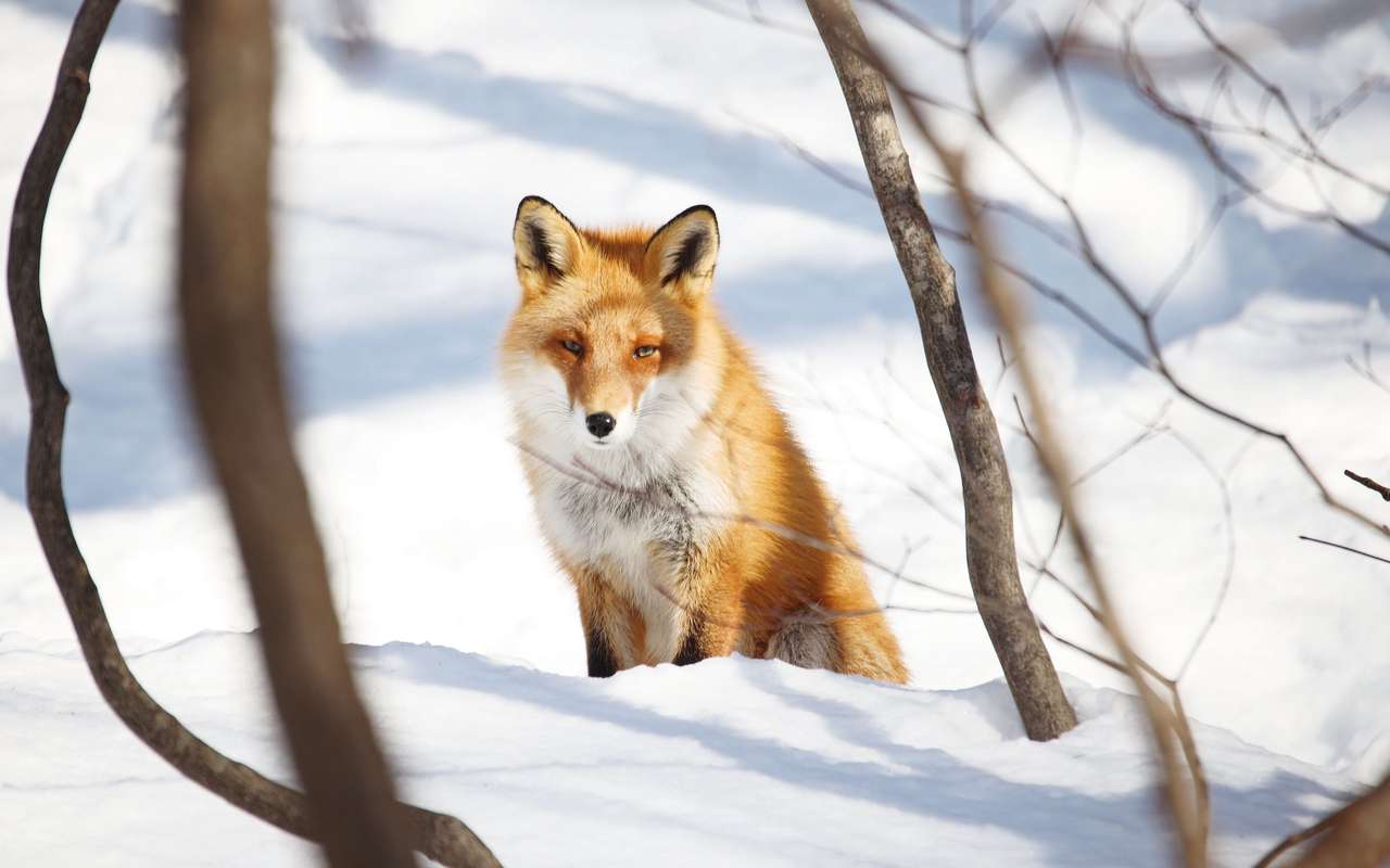 liška ve sněhu skládačky online