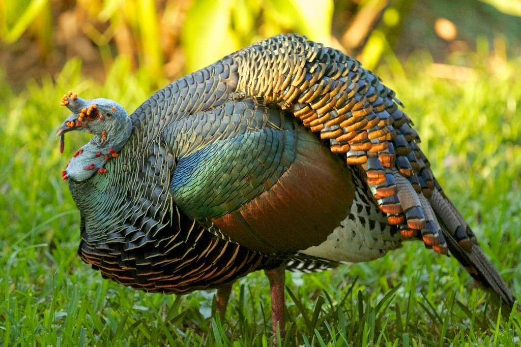 Peacock turkey in Guatemala jigsaw puzzle online