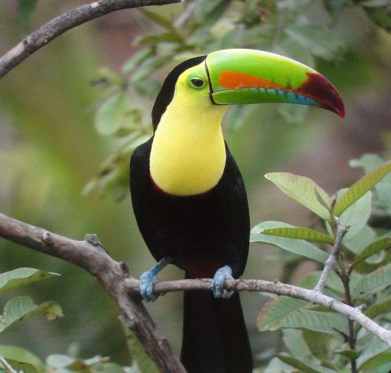 Toucan in Guatemala online puzzle