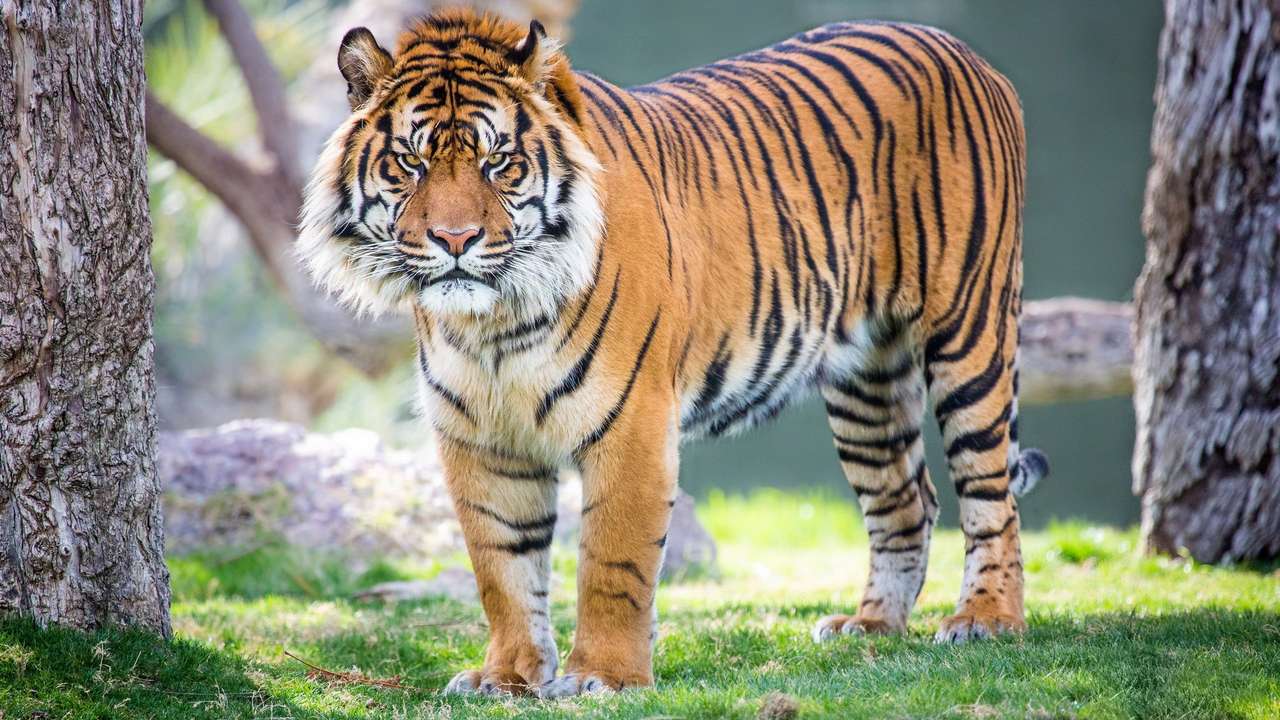 tigre de bengala na floresta puzzle online