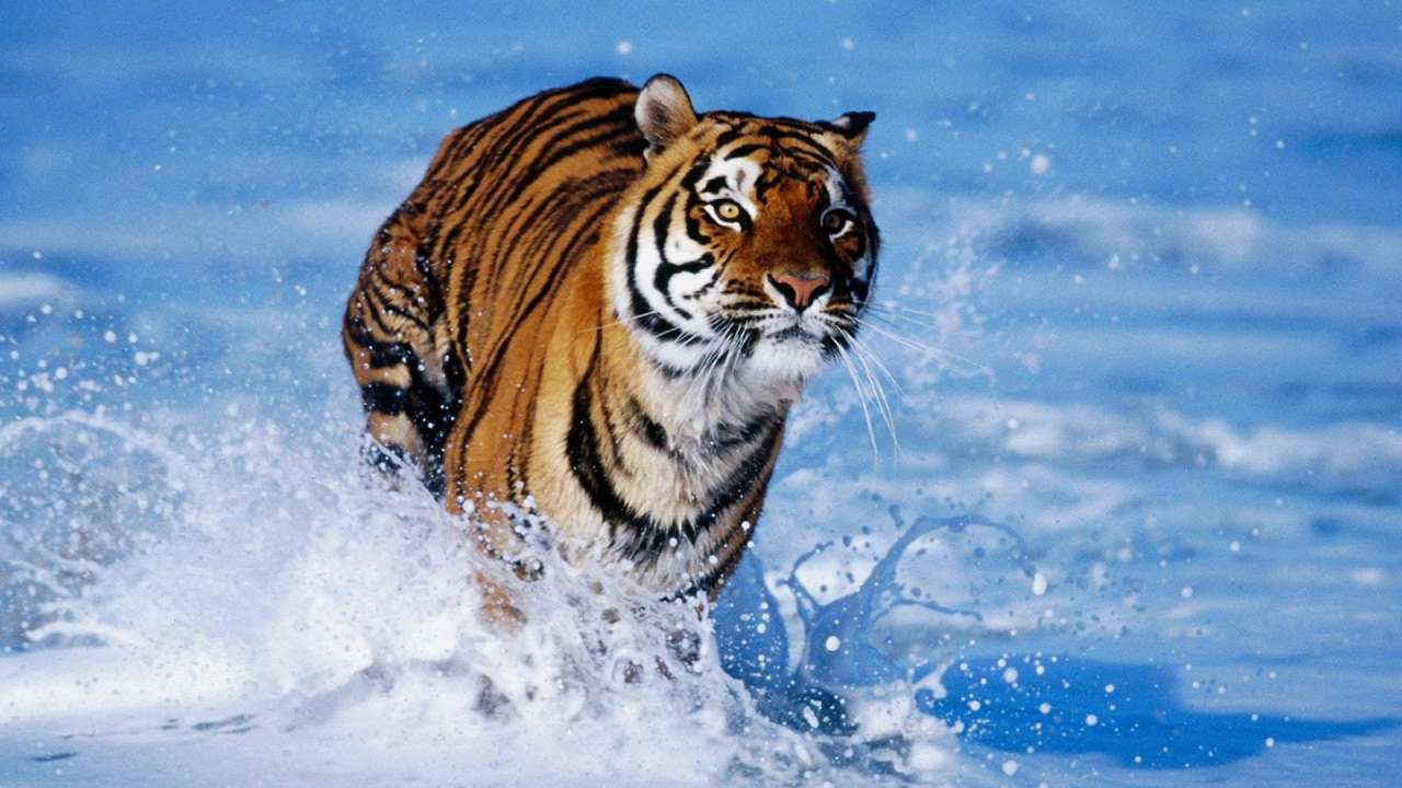Bengalisk tiger springer i vattnet pussel på nätet