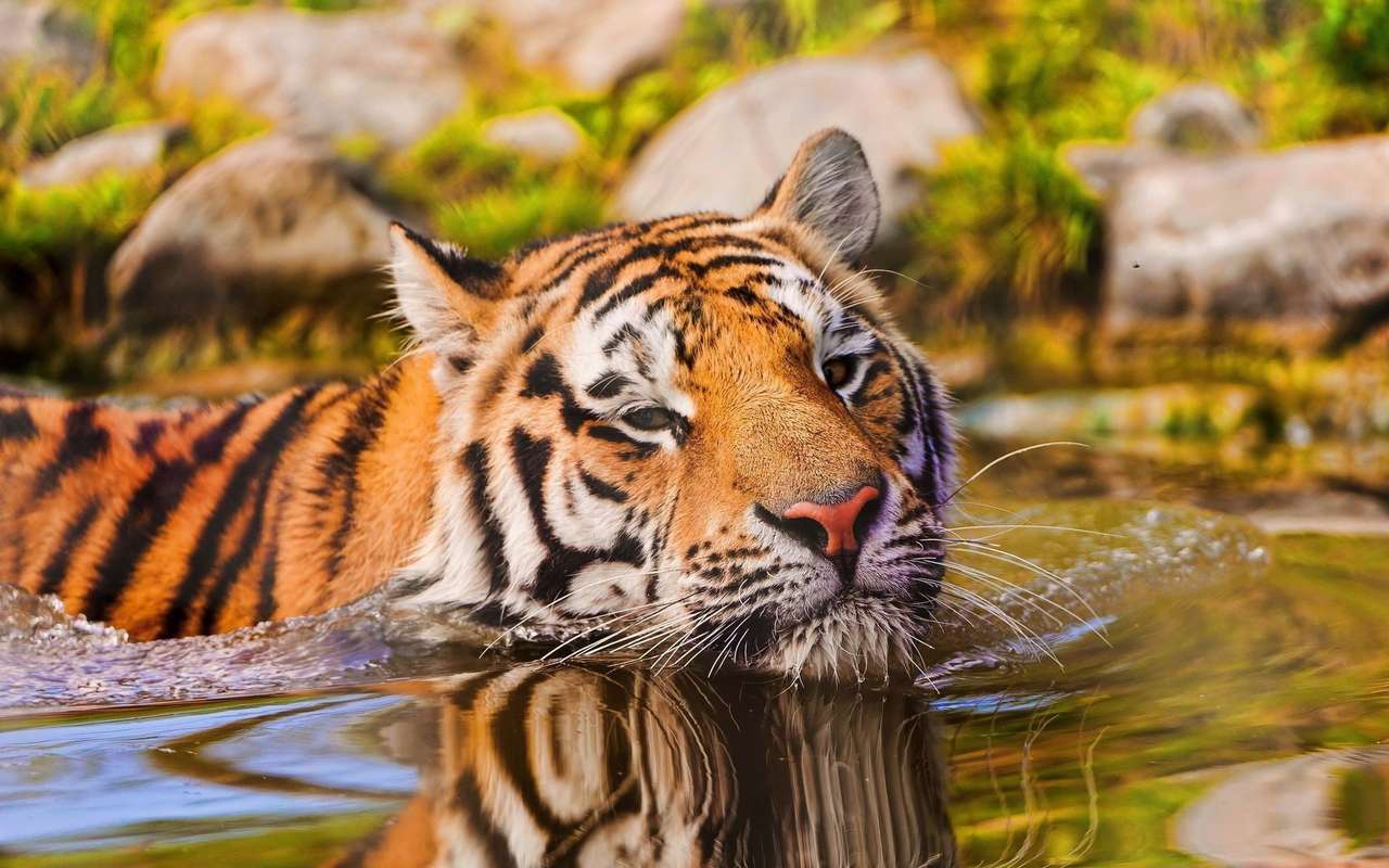Bengálský tygr v řece online puzzle