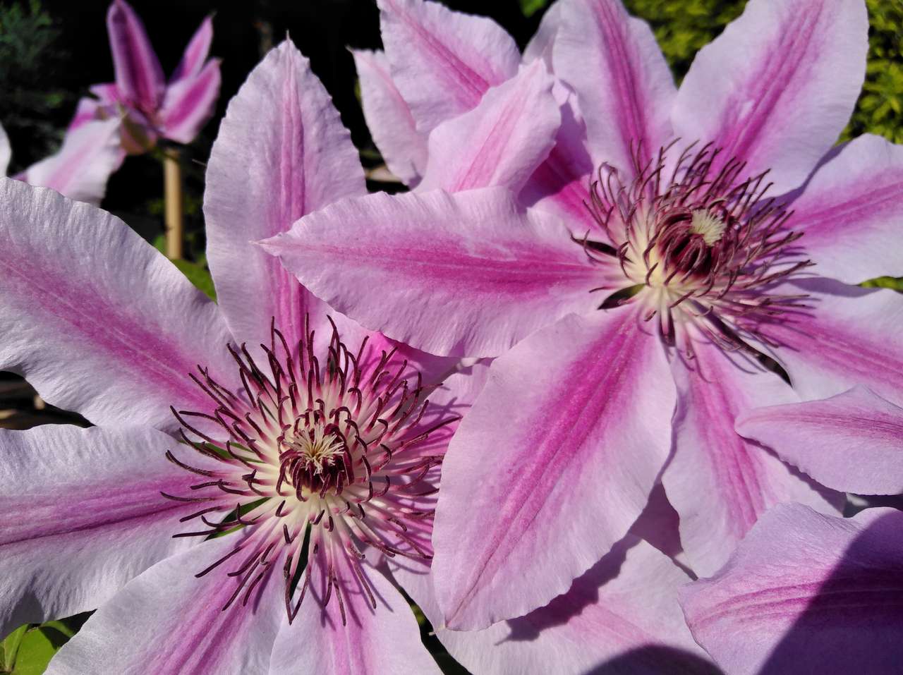 Clematis târâtor jigsaw puzzle online