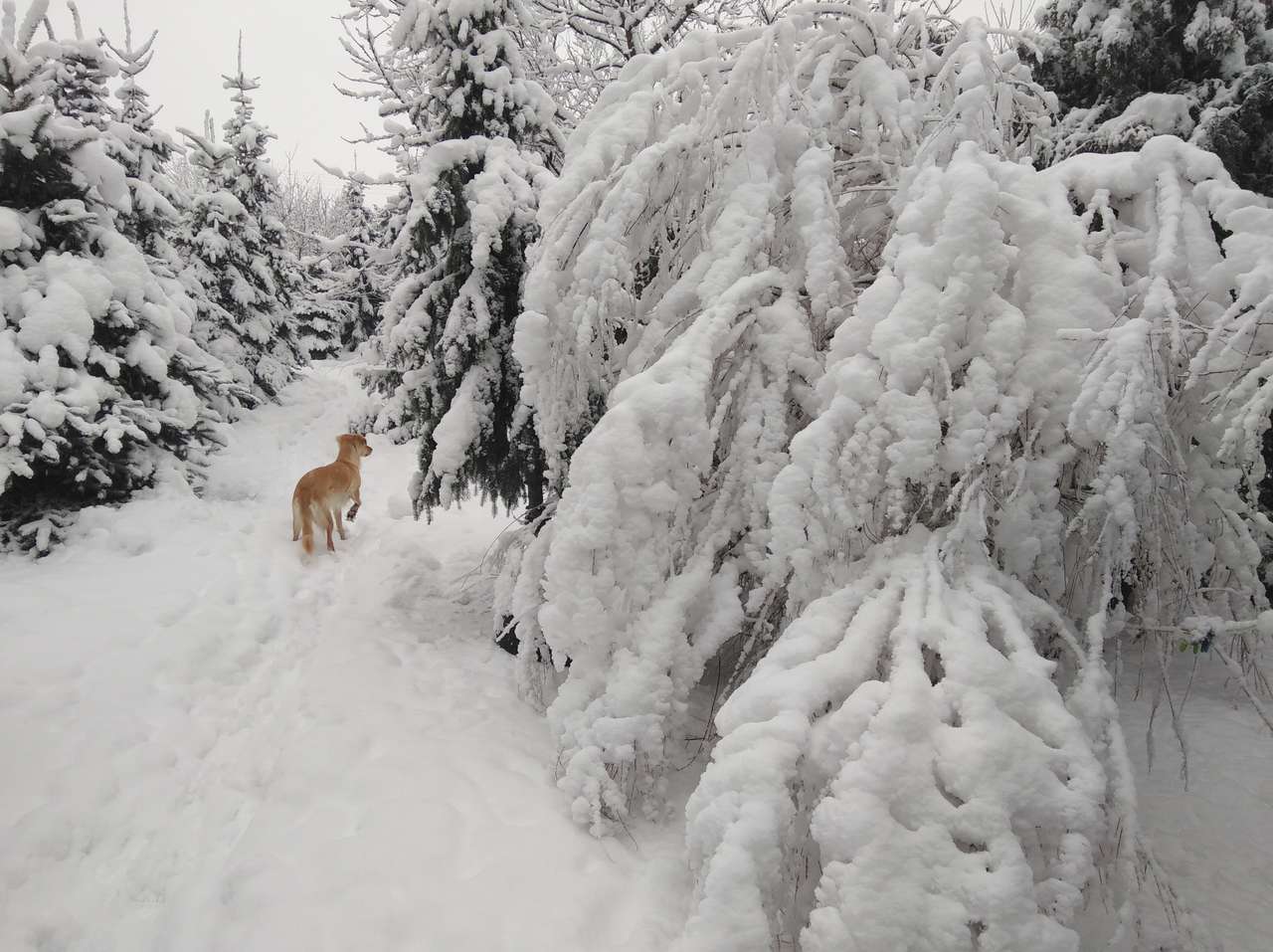 caminhada de inverno puzzle online