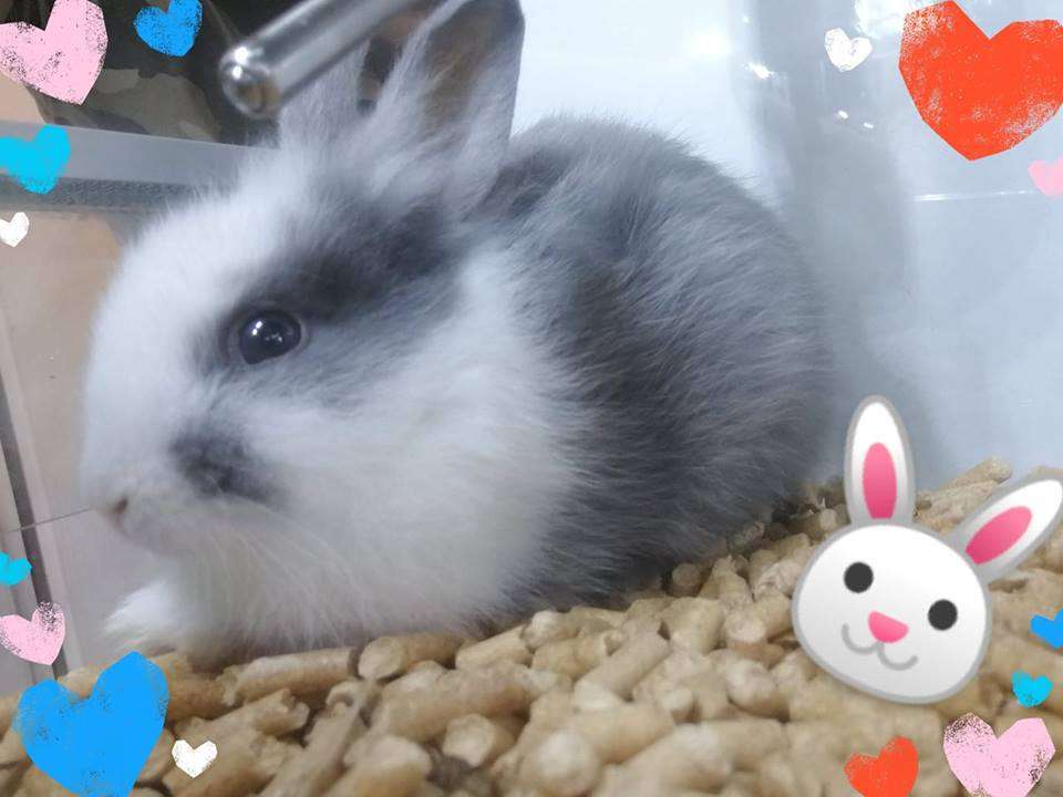 Miniaturní králík skládačky online