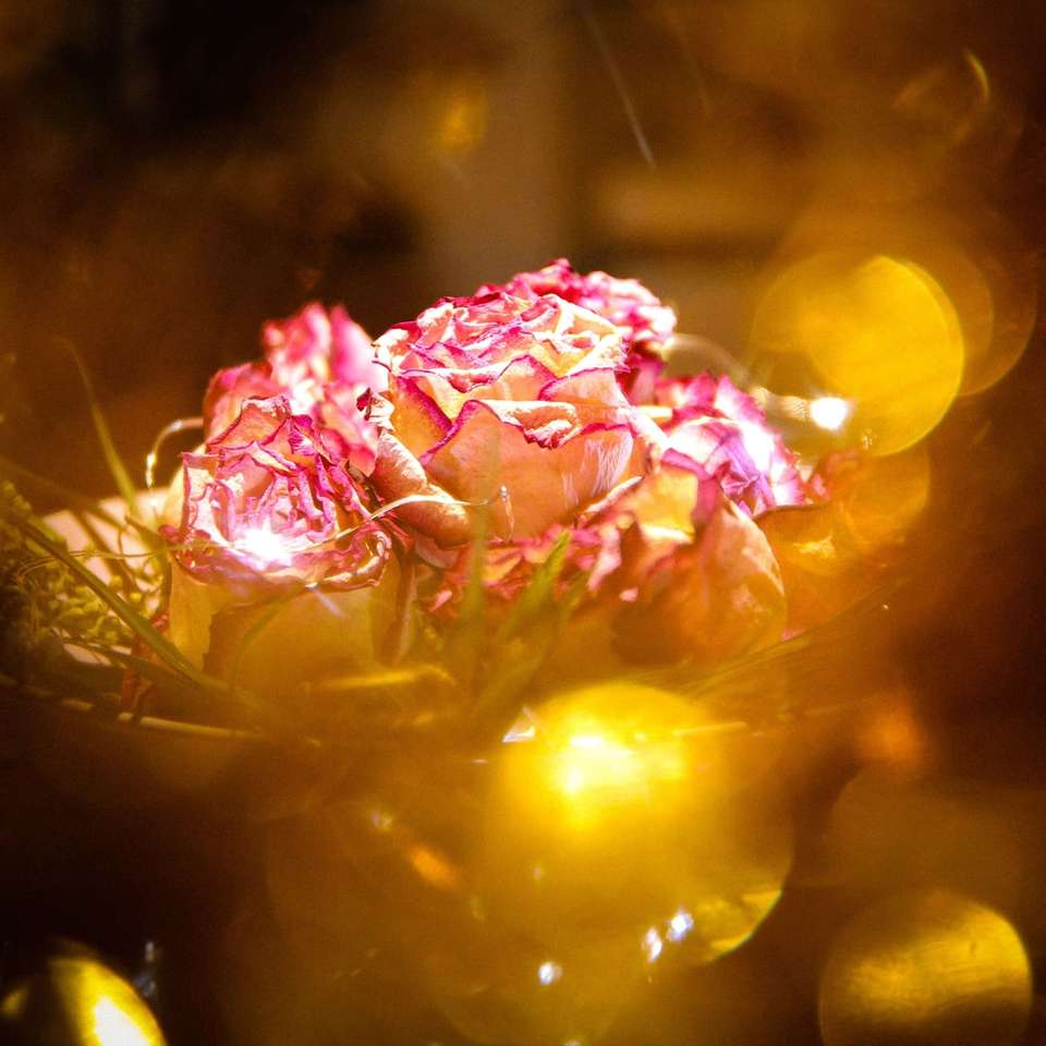 rosa och gul blomma med vattendroppar pussel på nätet