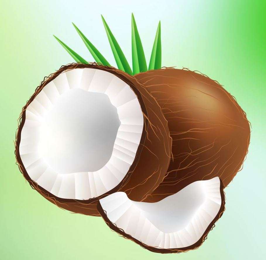 Frukten av kokospalmen pussel på nätet