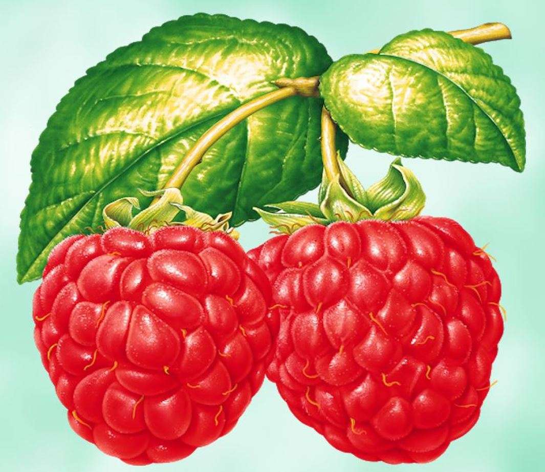 Beautiful raspberries jigsaw puzzle online