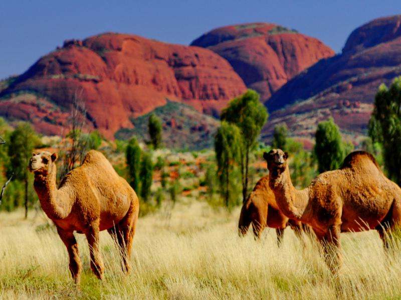 Kamelen met één bult legpuzzel online