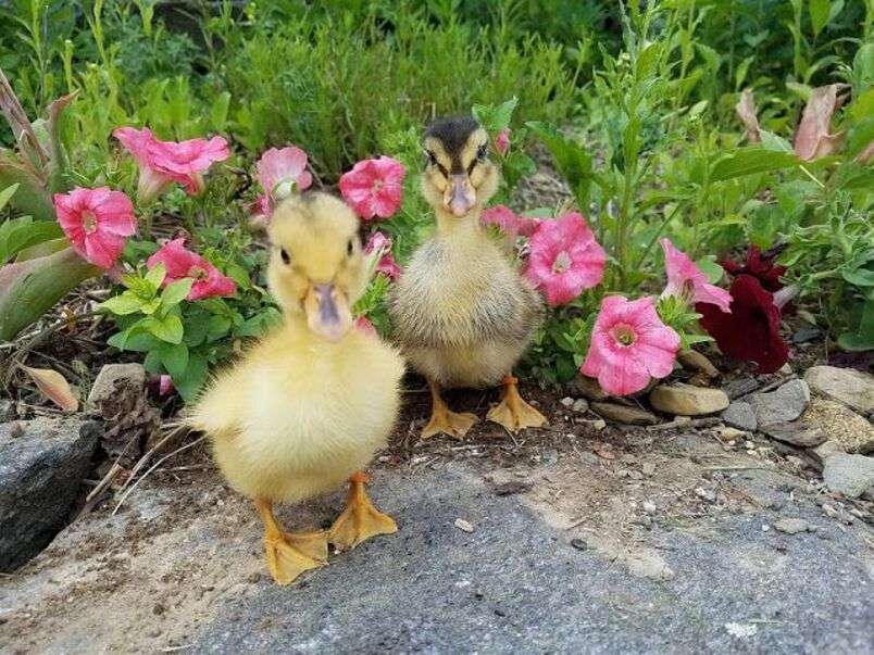 Ducklings posing for a photo #1 jigsaw puzzle online