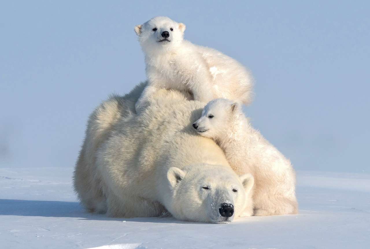 Älska isbjörnar pussel på nätet