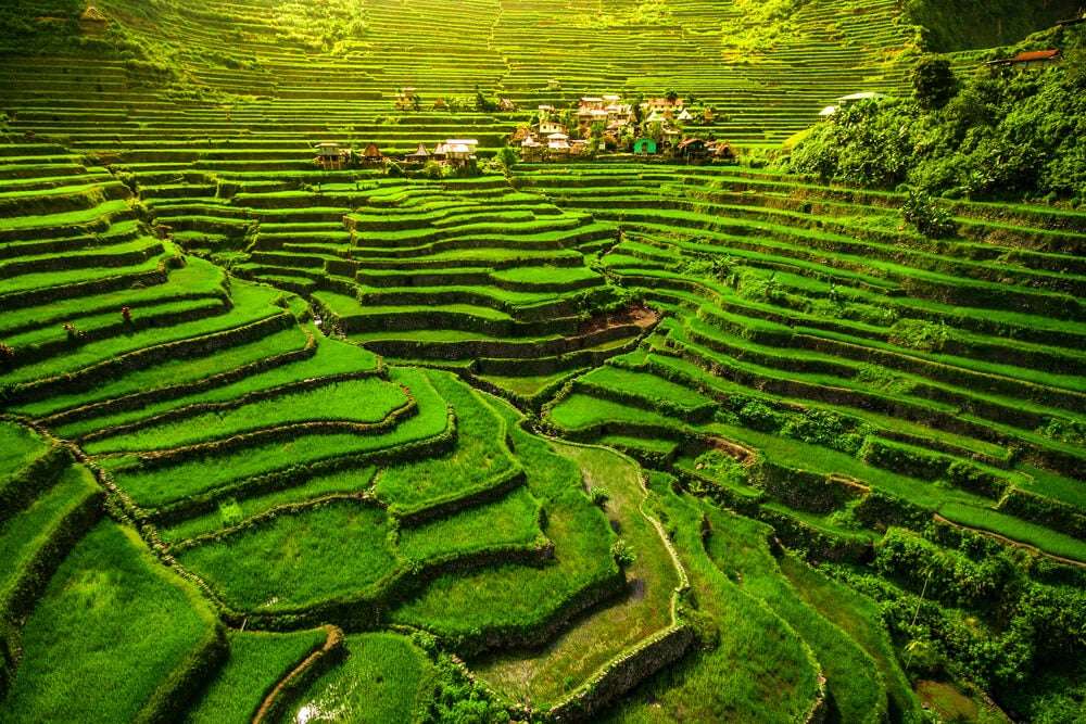 Rice terraces jigsaw puzzle online