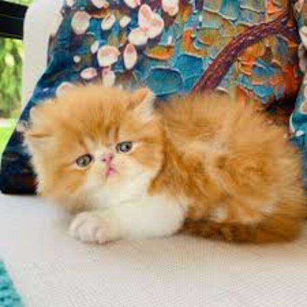 Πολύτιμο μωρό περσικό γατάκι #1 παζλ online