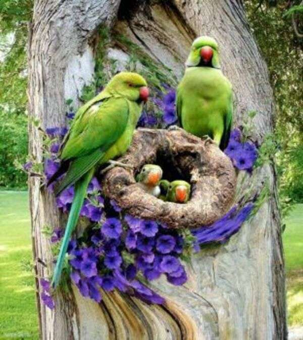 Parrocchetti nel loro nido nell'albero #1 puzzle online