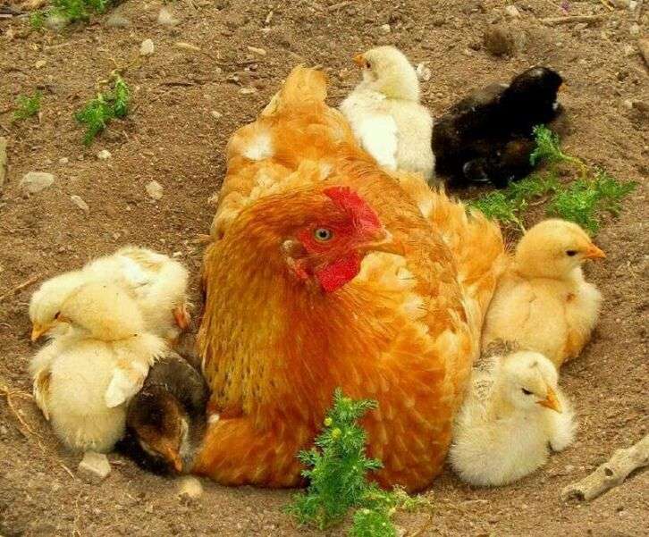 Mãe galinha cuida de seus filhotes #1 puzzle online