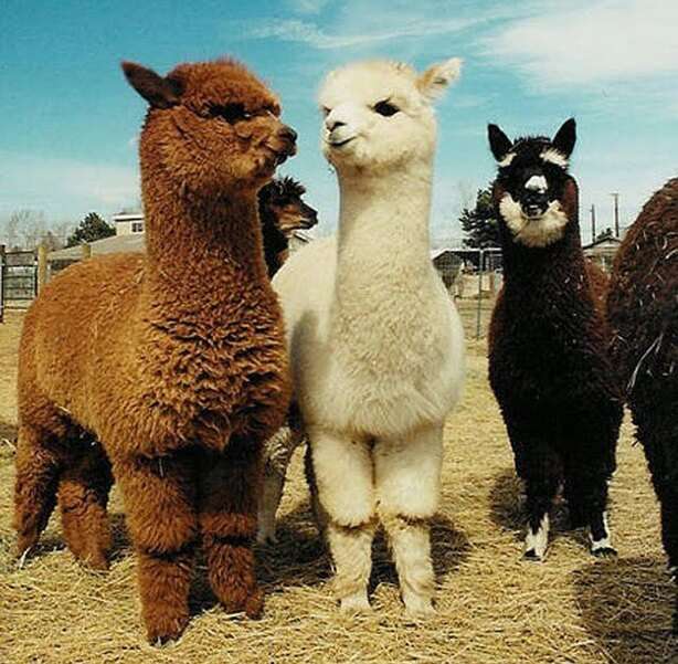 Trois beaux bébés lamas #2 puzzle en ligne
