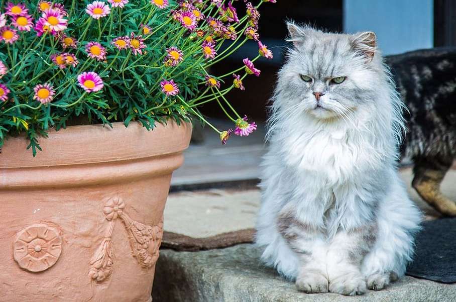 Gyönyörű perzsa cica #2 online puzzle