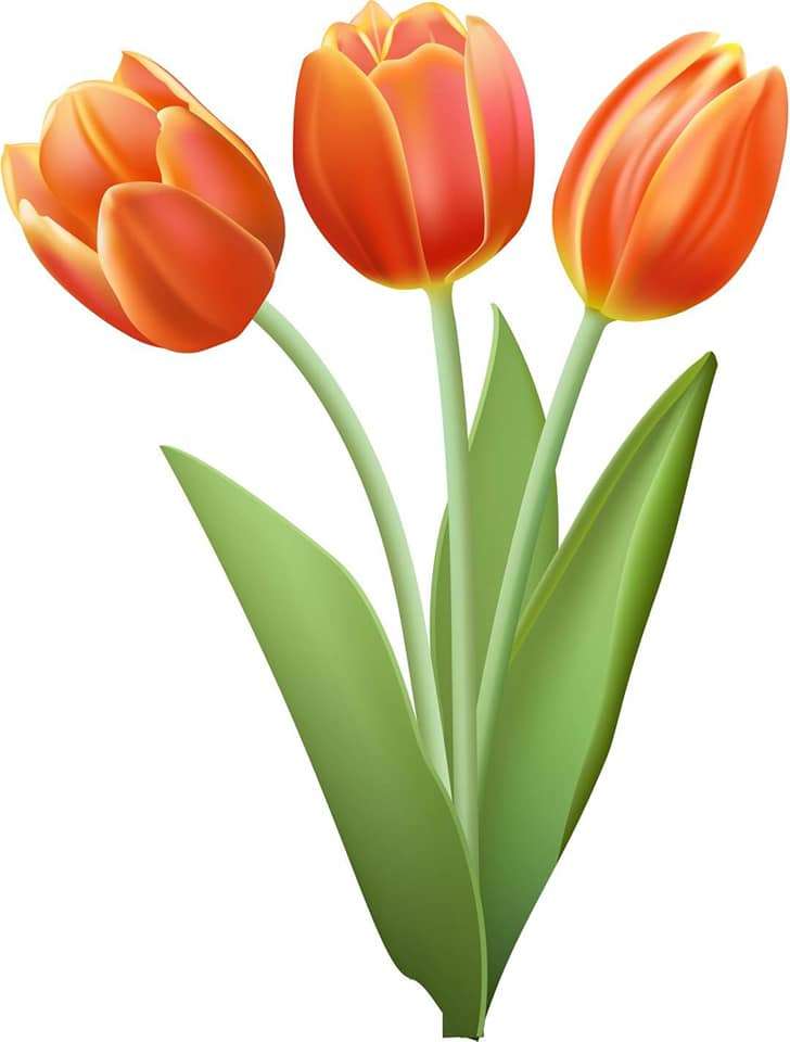 tulipán rojo rompecabezas en línea