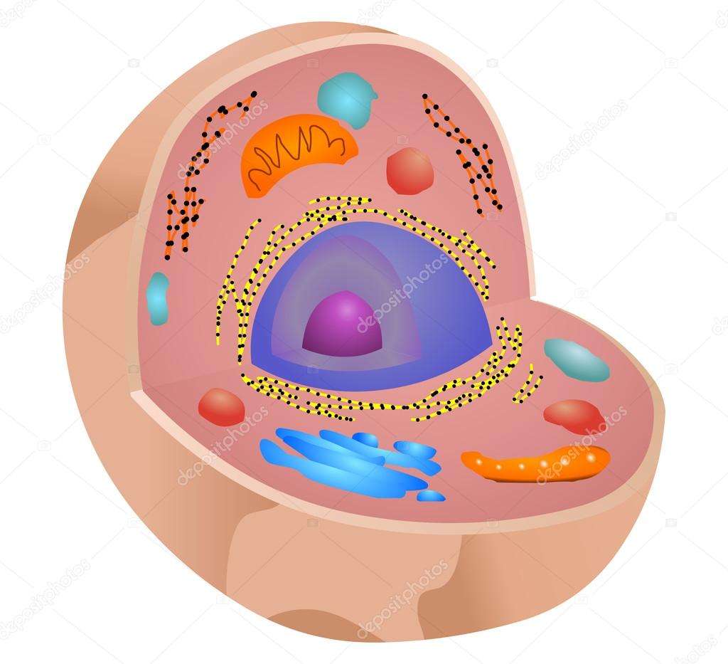 cellula eucariotica puzzle online