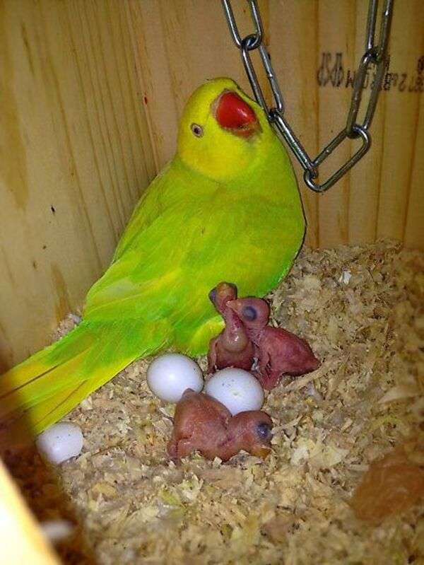 Parakit som tar hand om sina nyfödda bebisar #2 pussel på nätet